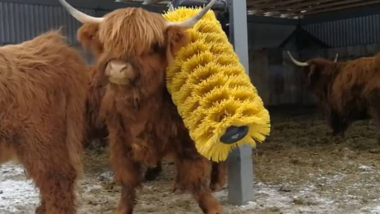Kuva, jossa lehmä hinkkaa itseään harjaan.