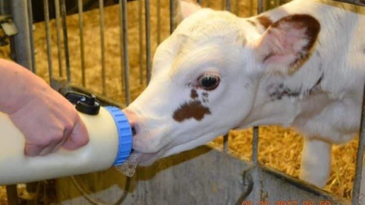 Kuva vasikasta, joka juo maitoa pullosta.