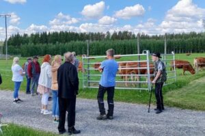 Ihmisiä emolehmälaitumen äärellä.