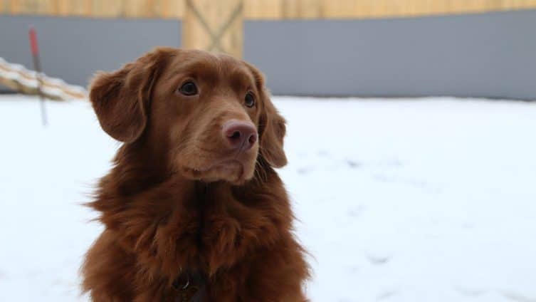 Ruskea koira, taustalla lunta.
