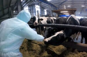 Uteliaat lehmät tutustumassa hallintojohtaja Maria Ovaskaan.