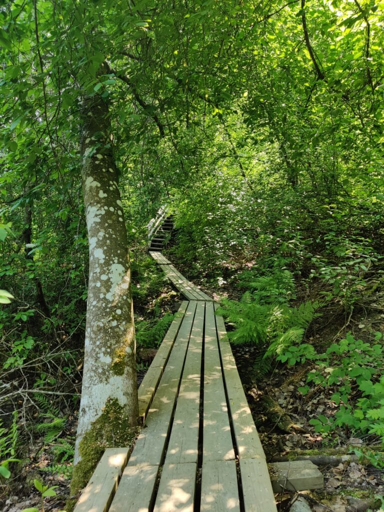 Pitkospuut vihreässä lehtimetsässä