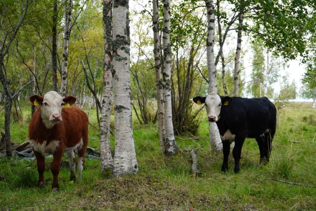 Kaksi lehmää tuijottaa kameraan metsässä.