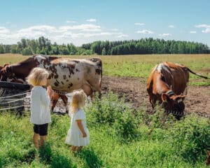 Kaksi lasta katsoo aitauksessa laiduntavia lehmiä aurinkoisena kesäpäivänä.