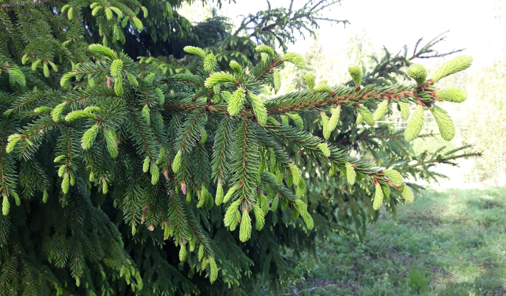 Keski-Suomen metsissä kasvaa luonnonaarteita - Maaseutu.fi