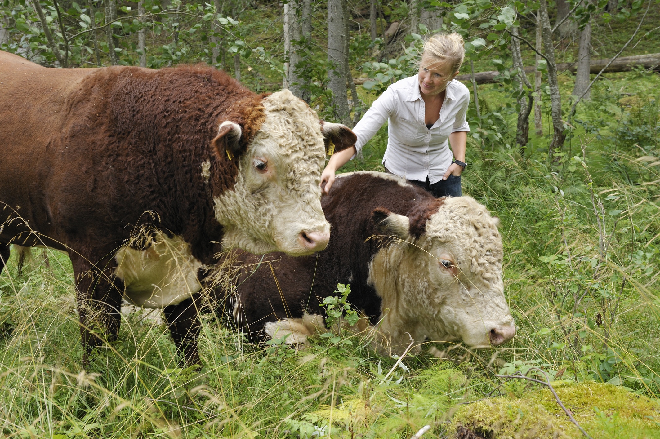 Hereford-karjaa metsälaitumella emännän rapsuteltavana