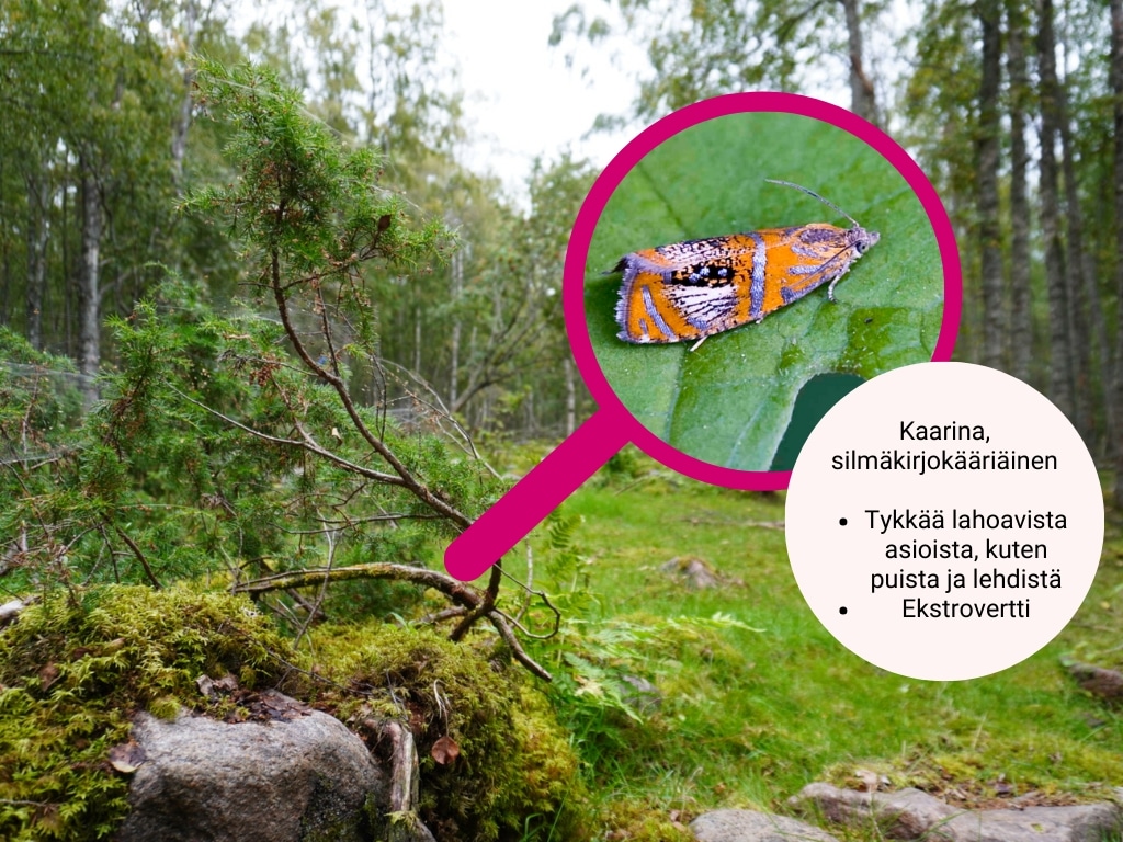 Silmäkirjokääriäinen, taustalla sammaleinen metsä. Tietokuplassa "Tykkää lahoaista asioista, kuten puista ja lehdistä, ekstrovertti"