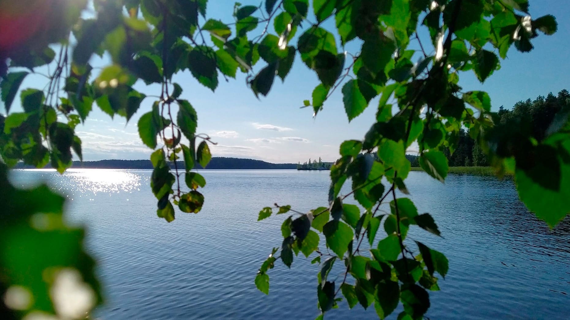 Kesäinen järvimaisema Saimaalta ja koivun oksia etualalla