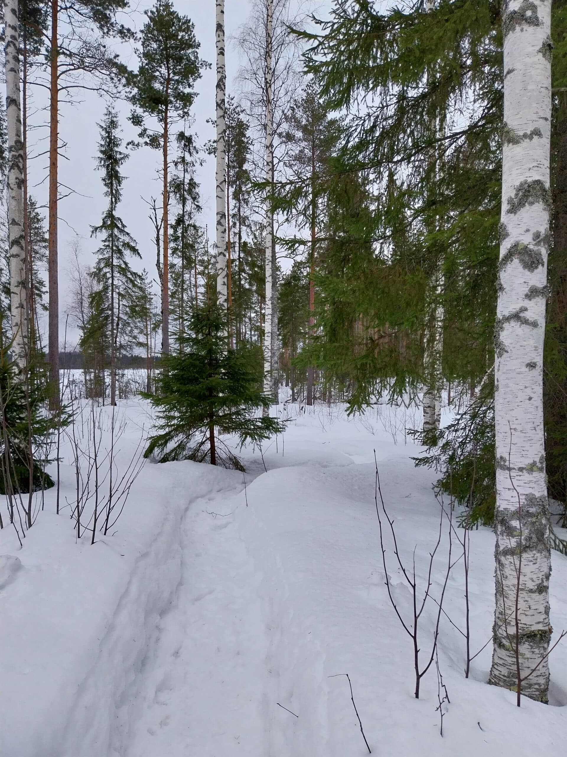 Talvinen metsä, jossa polku