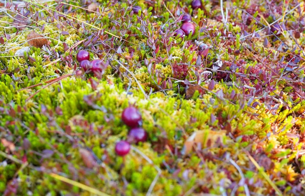 Karpaloita sammalmättäällä