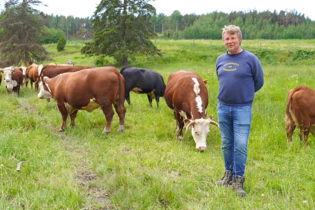 Mies ja lehmiä laitumella.