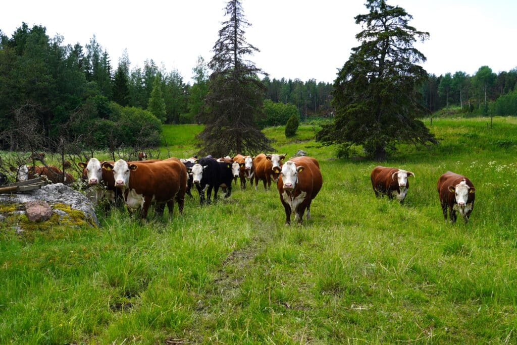 Ruskeita ja mustia lehmiä laitumella.