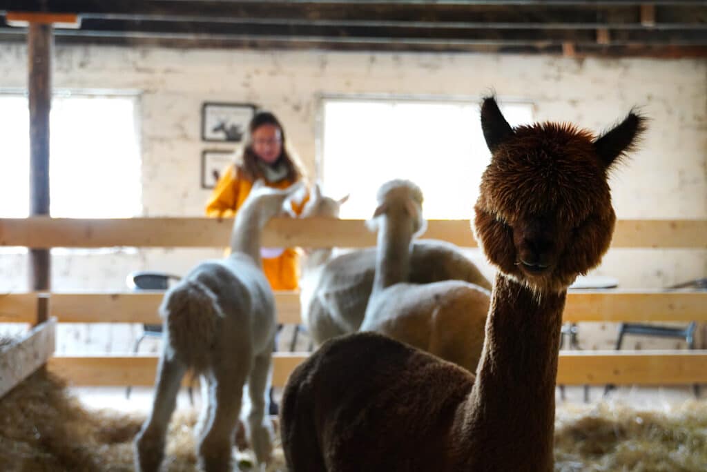 Etualalla ruskea alpakka ja taka-alalla kolme valkoista.