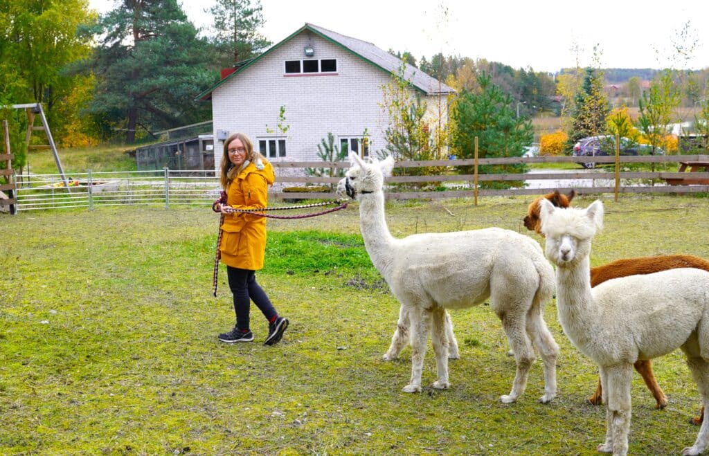 Meri Kouvonen taluttaa alpakoita.
