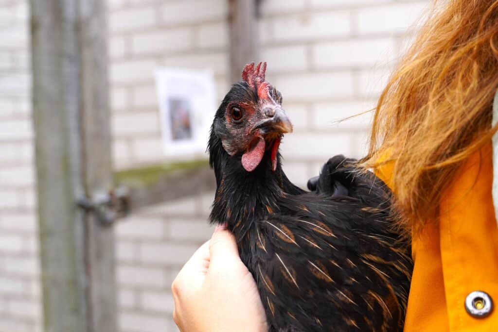 Kana Meri Kouvosen sylissä.