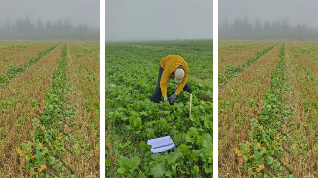 Rypsipeltoa. Keskellä ihminen laskee taimia.