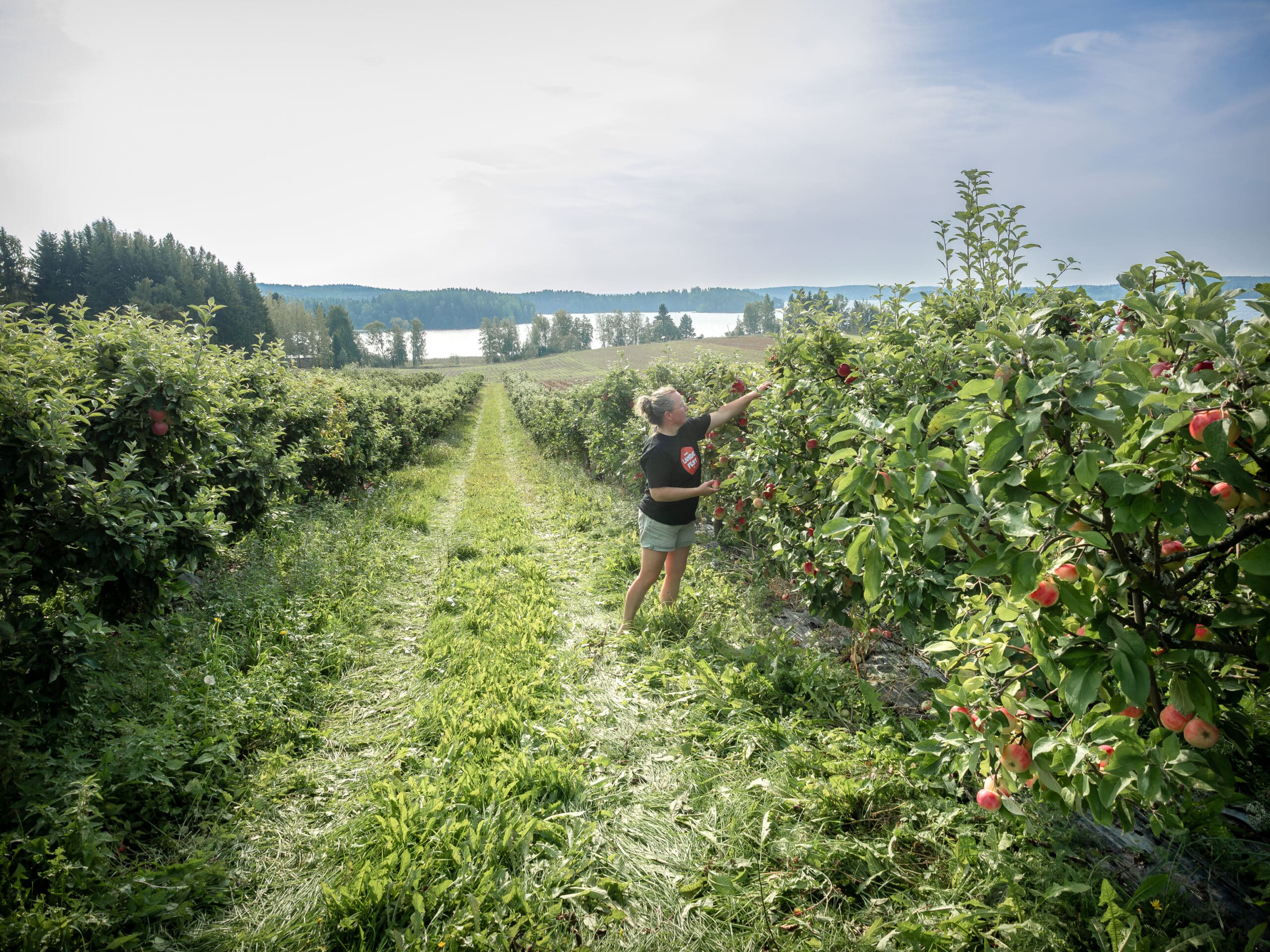 kokeilutuki-auttaa-etsim-n-uusia-hittituotteita-maaseutu-fi