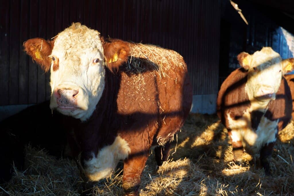 Kaksi Hereford-lehmää lähikuvassa.