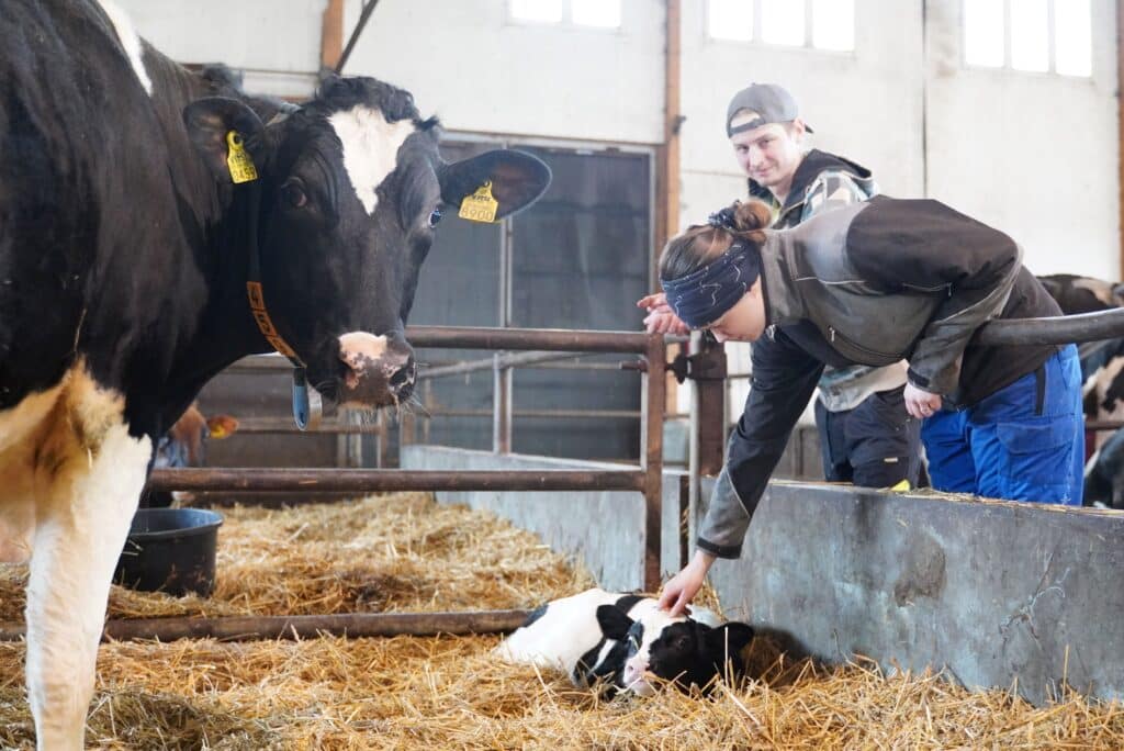 Iida rapsuttaa vasikkaa ja Simo seisoo vieressä. Kuvan etualalla lehmä katsoo suoraan kameraan.
