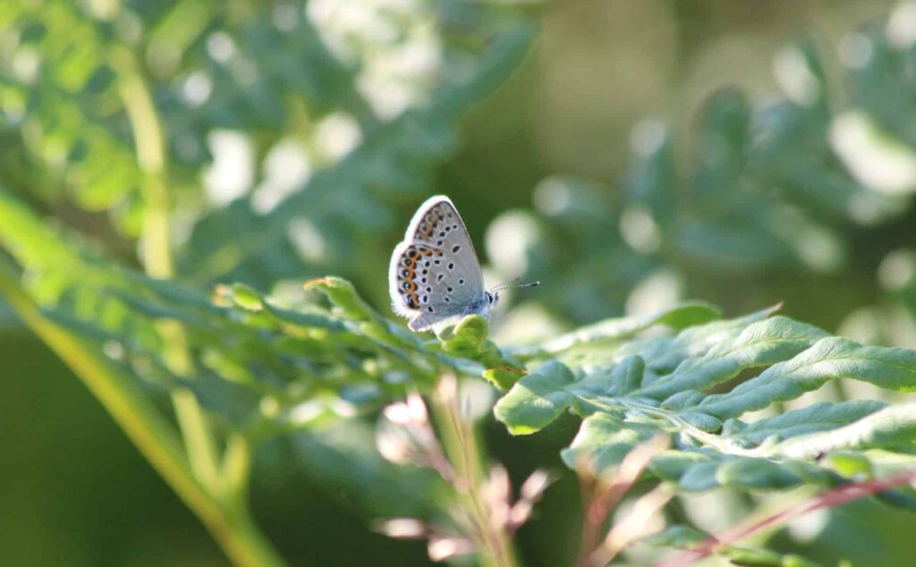 Vaaleasiipinen perhonen vihreällä kasvin lehdellä.