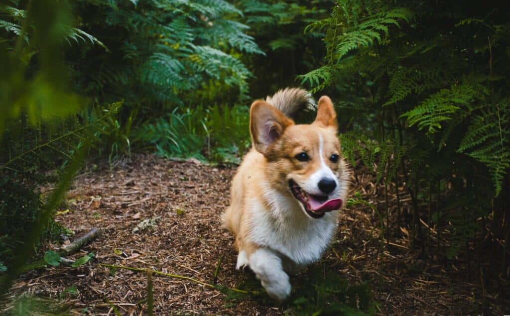 Corgi-rotuinen koira juoksee iloisena metsässä saniaisten lomassa.