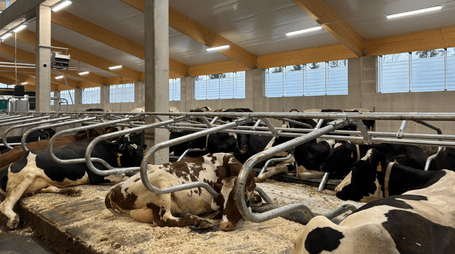 Lehmiä navetassa