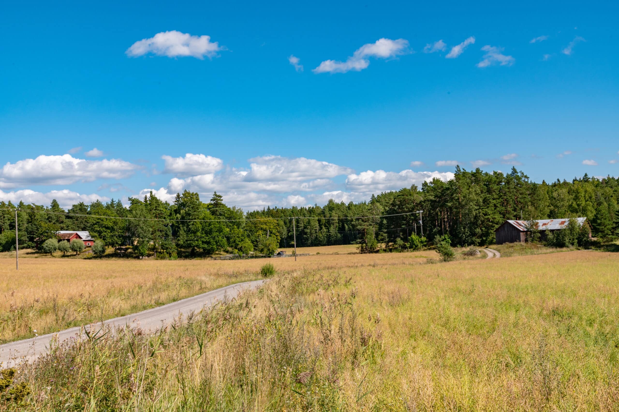 Tie mutkittelee niityn keskellä.