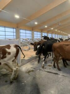 lehmiä liikkeellä pihattonavetassa