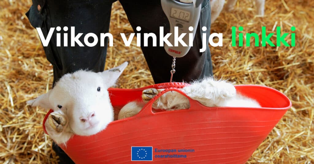 karitsa korissa, jossa teksti viikon vinkki ja linkki