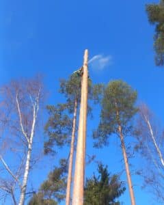 Karsittu puunrunko taivasta vasten, rungon yläosassa henkilö moottorisahan kanssa karsii puuta.