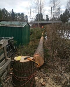 Kaadettu puu pihassa rakennuksen vieressä.