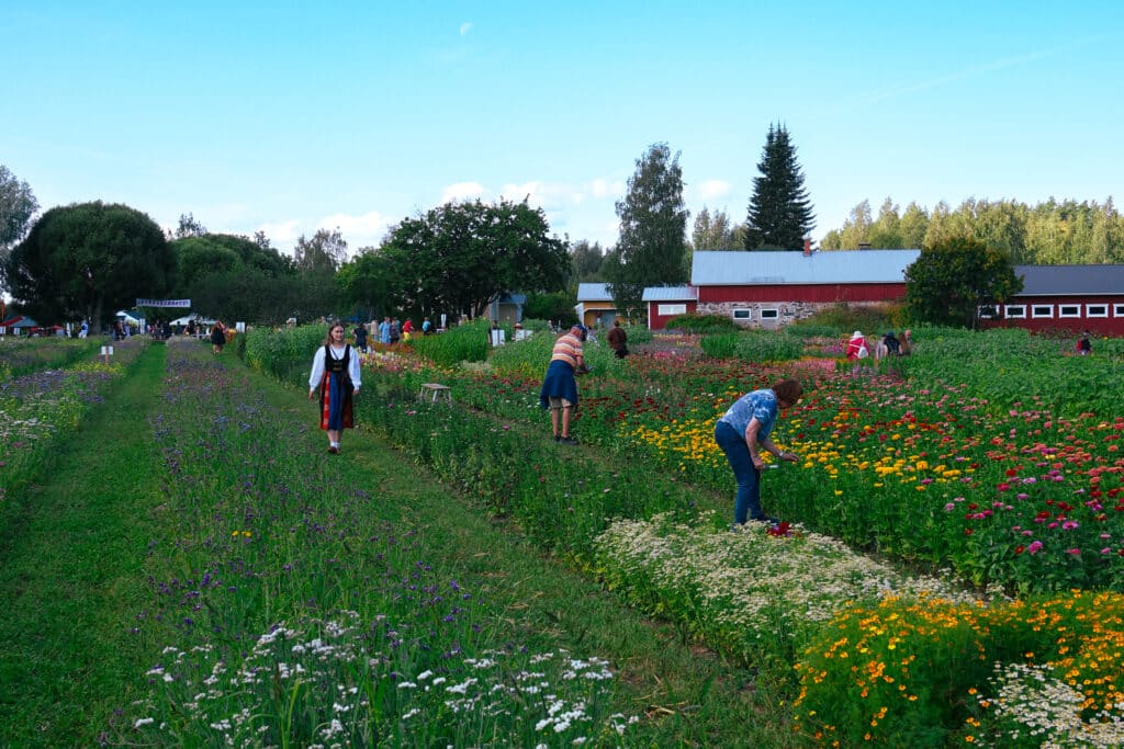 Ihmisiä poimimassa kukkia isolta kukkapellolta kesäpäivänä.
