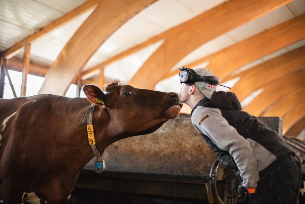 Mies suukottaa lehmän turpaa navetassa.