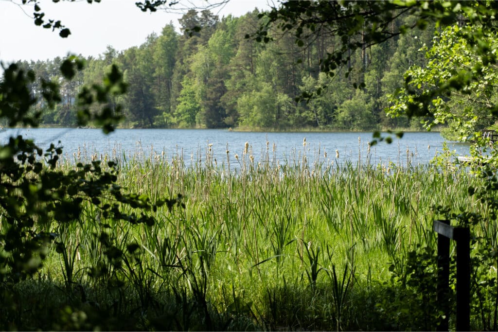 Kuva Puujärven rannalta. Kuvassa näkyy vettä ja järven puustoa.