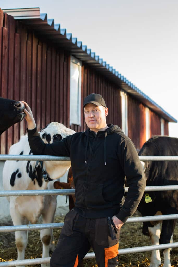 Mies seisoo lehmien piha-aitauksen vieressä ja kjoskettaa lehmän turpaa toisella kädellä