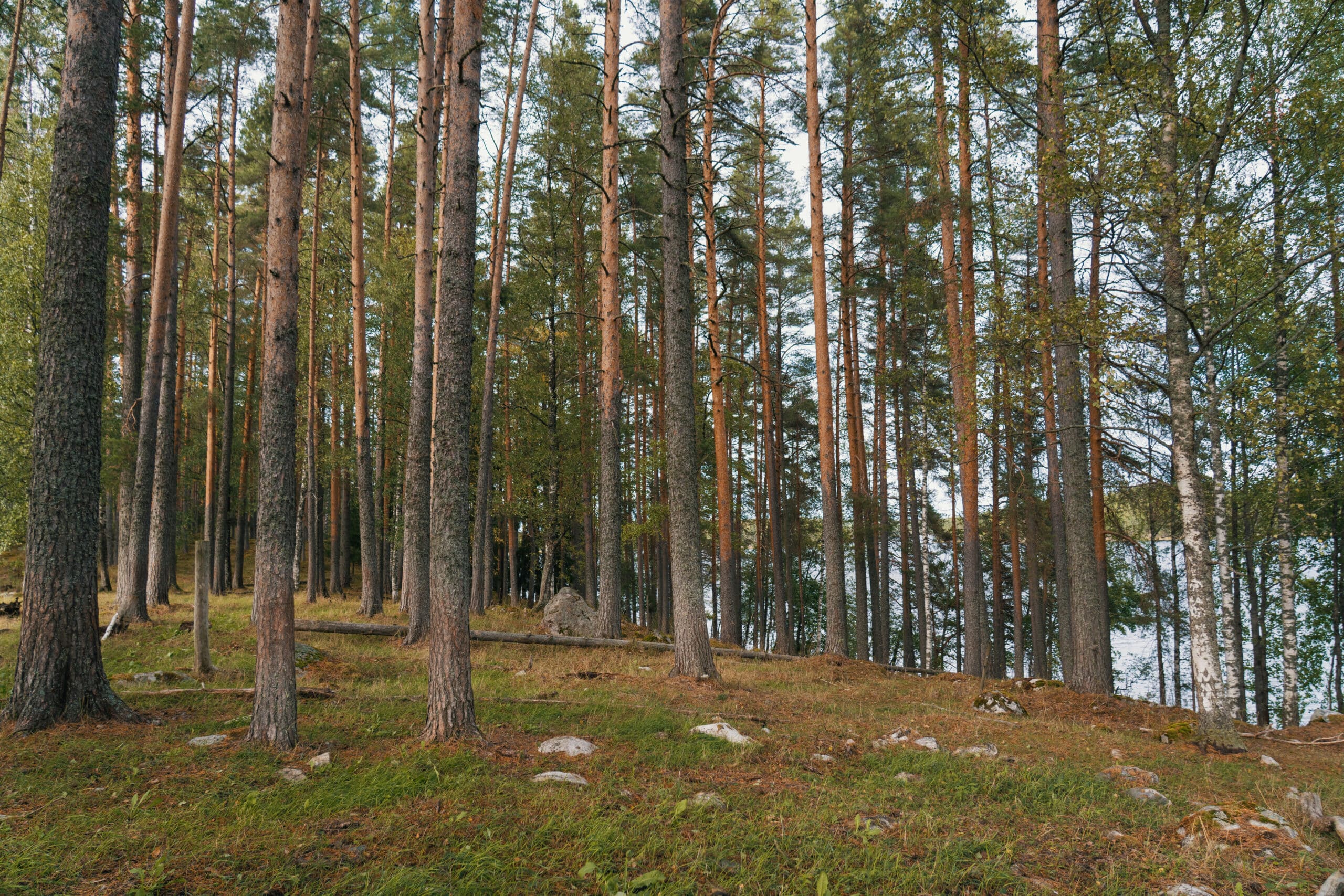 Maakunnallisesti arvokkaat perinnebiotooppialueet säilyvät avoimina ja monimuotoisina vain jatkuvan hoidon ansiosta, ja usein tärkein hoitomuoto on juuri laidunnus. Kuva: Itä-Suomen elinvoimakeskus. Kuvaaja: Topias Tölli.