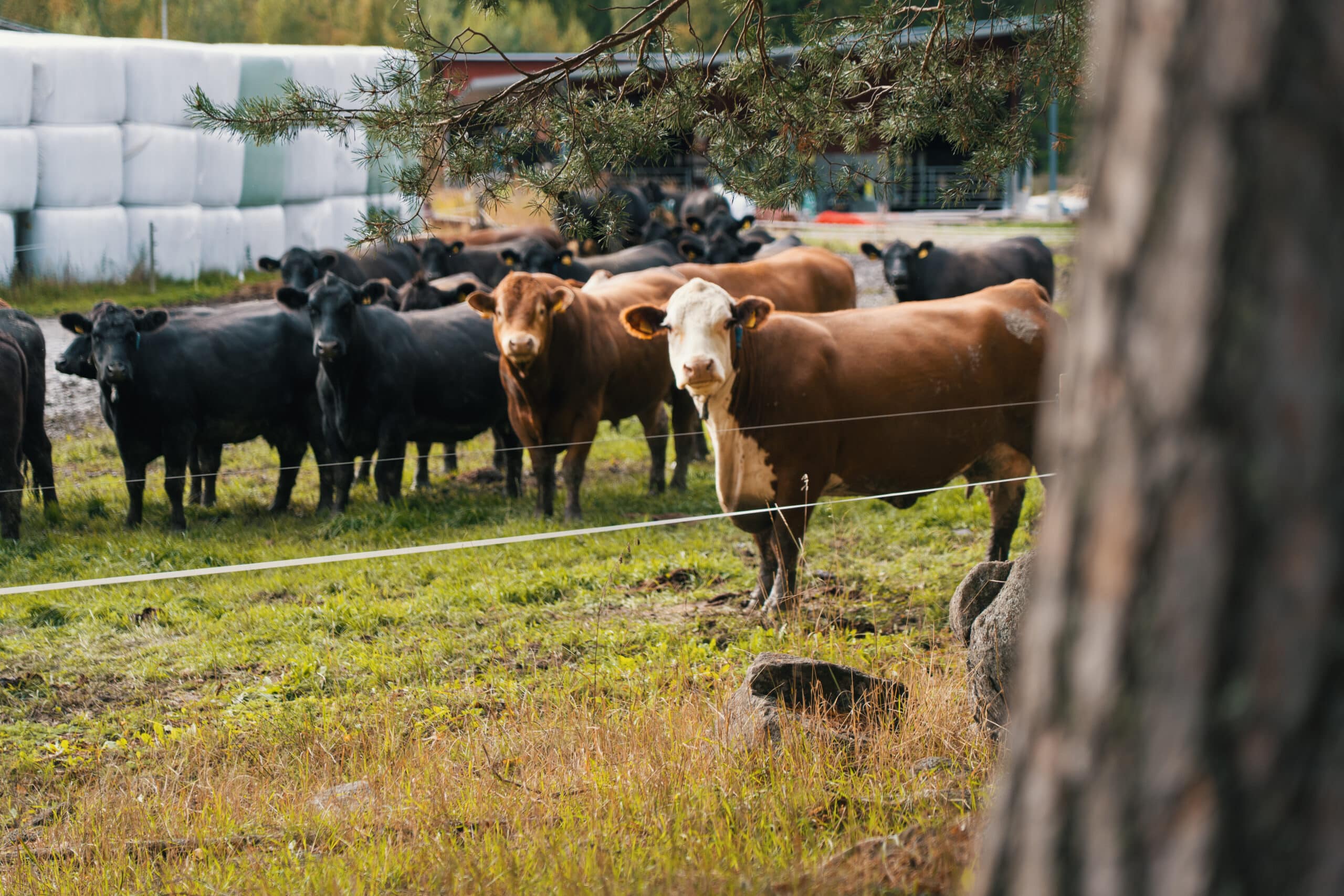 Tilan Aberdeen-Angus ja Hereford-rotuiset emolehmät ihmettelemässä laidunnuksen häiriötä. Kuva: Itä-Suomen elinvoimakeskus. Kuvaaja: Topias Tölli.