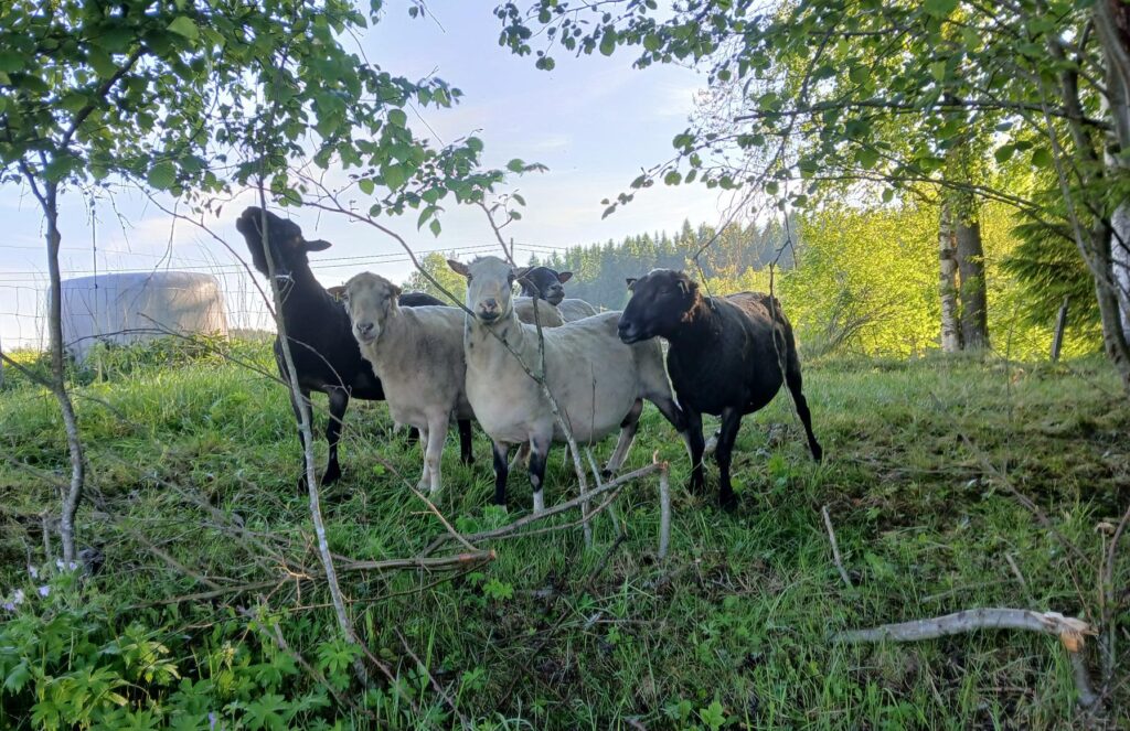 Vihreää laidunta ja puustoa, kuvan keskellä muutama lammas,