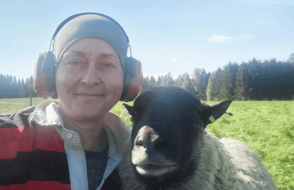 Lähikuvassa harmaa lammas ja nainen, jolla päässä pipo ja korvasuojaimet.