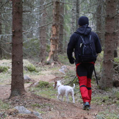 koira ja ulkoiluttaja metsässä