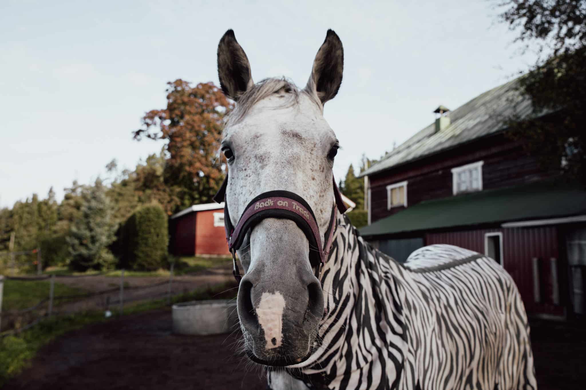 Hevonen seeprakuvioinen loimi yllään.