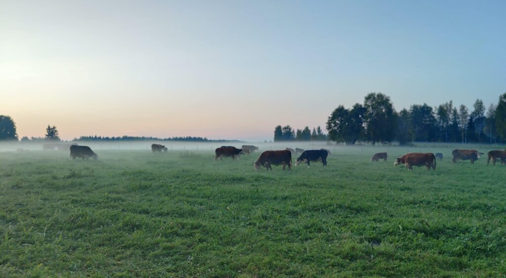 Lehmiä laitumella syksyisenä aamuna, aurinko nousee taivaanrannassa.